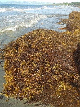 algues sargasses vraie littoral nuisance ayibopost sargasse