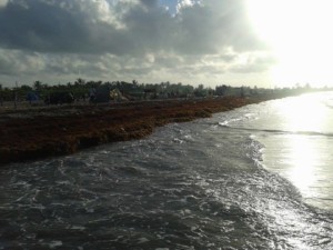 littoral algues sargasses nuisance vraie ayibopost touristique