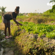 AyiboLab, cultivatrice Haiti