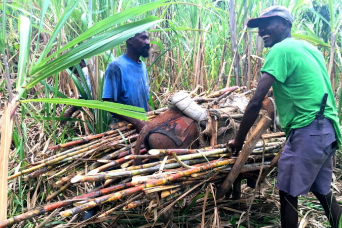 canne a sucre en haiti