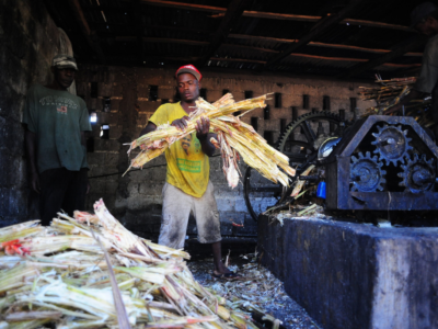 Homme travaillant guildive en Haiti