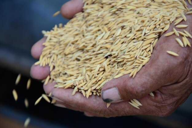 Artibonite, rice