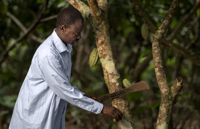 cacao