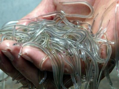 Young eels, or glass eels, are traded for between 1,000 and 4,000 euros per kilogram in Hong Kong. (Illustration) PHOTOPQR/"Ouest-France"/Thierry Creux