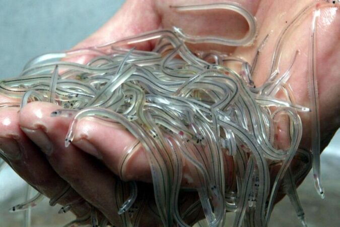 Young eels, or glass eels, are traded for between 1,000 and 4,000 euros per kilogram in Hong Kong. (Illustration) PHOTOPQR/"Ouest-France"/Thierry Creux