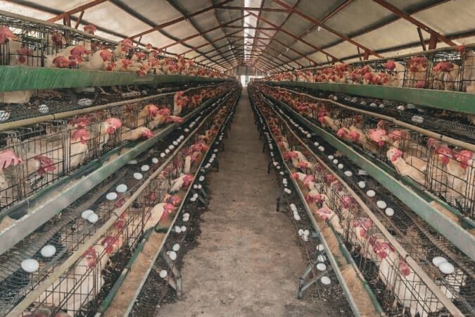 Des poules pondeuses dans l'espace de la Petite Ferme à Lillavois.CP: Fontil Durand.