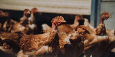 Poules Pondeuses