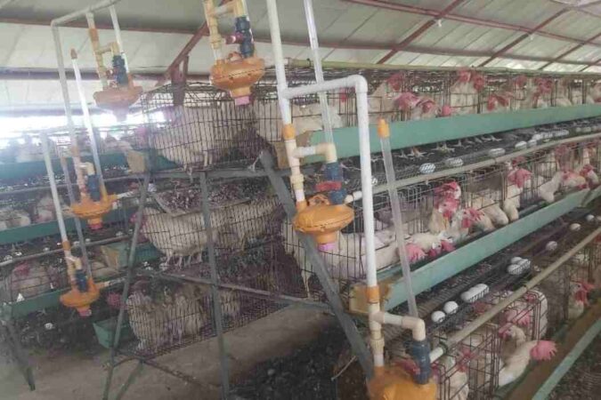 Des poules pondeuses dans l'espace de la Petite Ferme à Lison. Ce point de production est maintenant fermé, depuis le deuxième semestre de l'année 2023.CP: Fontil Durand.