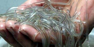 Young eels, or glass eels, are traded for between 1,000 and 4,000 euros per kilogram in Hong Kong. (Illustration) PHOTOPQR/"Ouest-France"/Thierry Creux