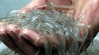 Young eels, or glass eels, are traded for between 1,000 and 4,000 euros per kilogram in Hong Kong. (Illustration) PHOTOPQR/"Ouest-France"/Thierry Creux