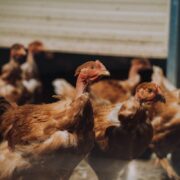 Poules Pondeuses