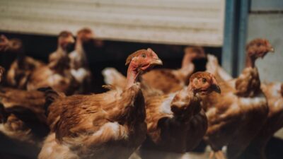 Poules Pondeuses