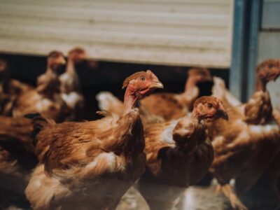 Poules Pondeuses