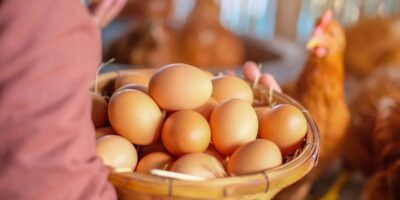 A poultry farm.