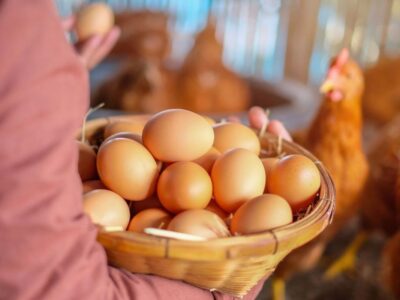 A poultry farm.