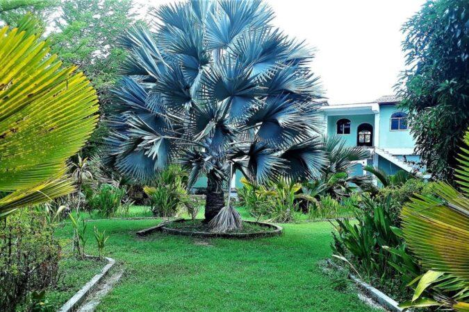 Un palmier Bismarckia (Bismarckia nobilis), originaire de Madagascar et peu connu en Haïti, au Jardin botanique Emari de Milot, septembre 2022. Photo : Elonge Othelot