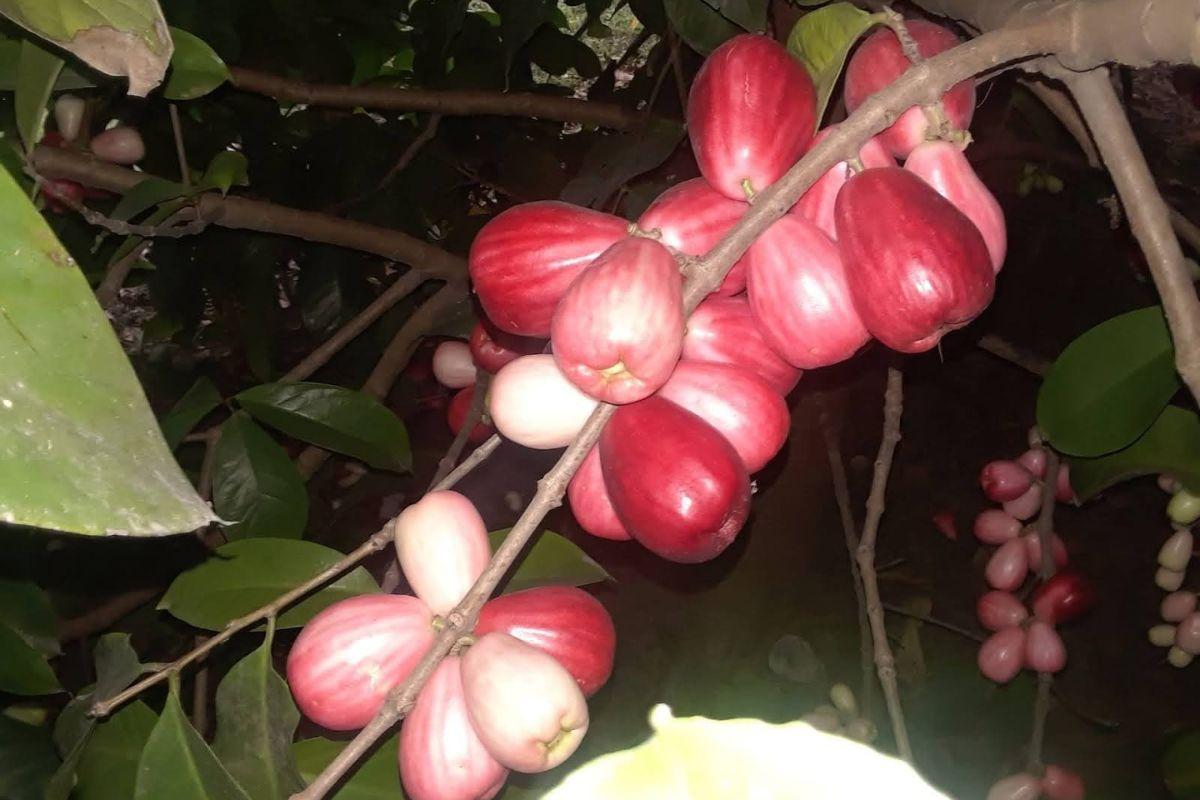 Un pommier de Malaisie mûr au Jardin botanique Emari de Milot, juin 2019. Photo : Elonge Othelot. 